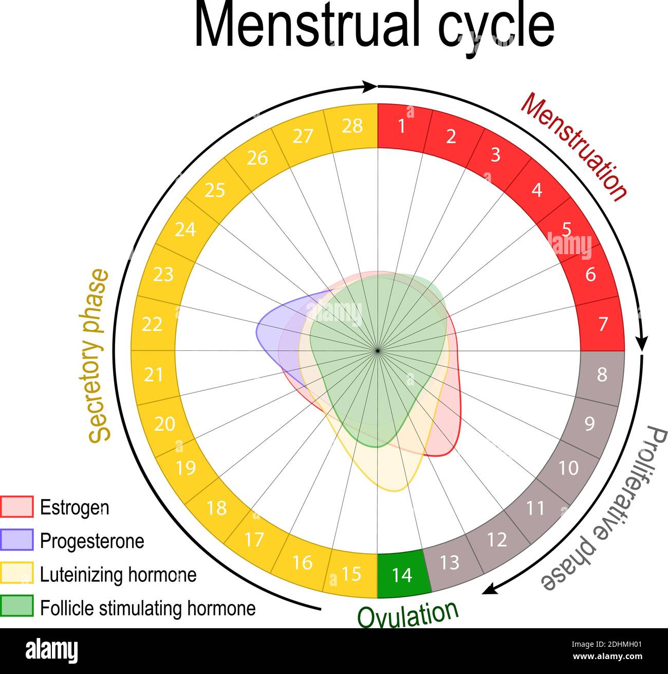 Ciclo Mestruale E Livello Ormonale Ciclo Ovarico Fase Follicolare E Luteale Periodo Di