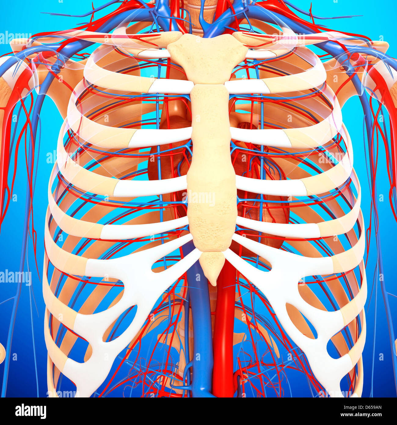 Anatomia del torace, artwork Foto stock - Alamy