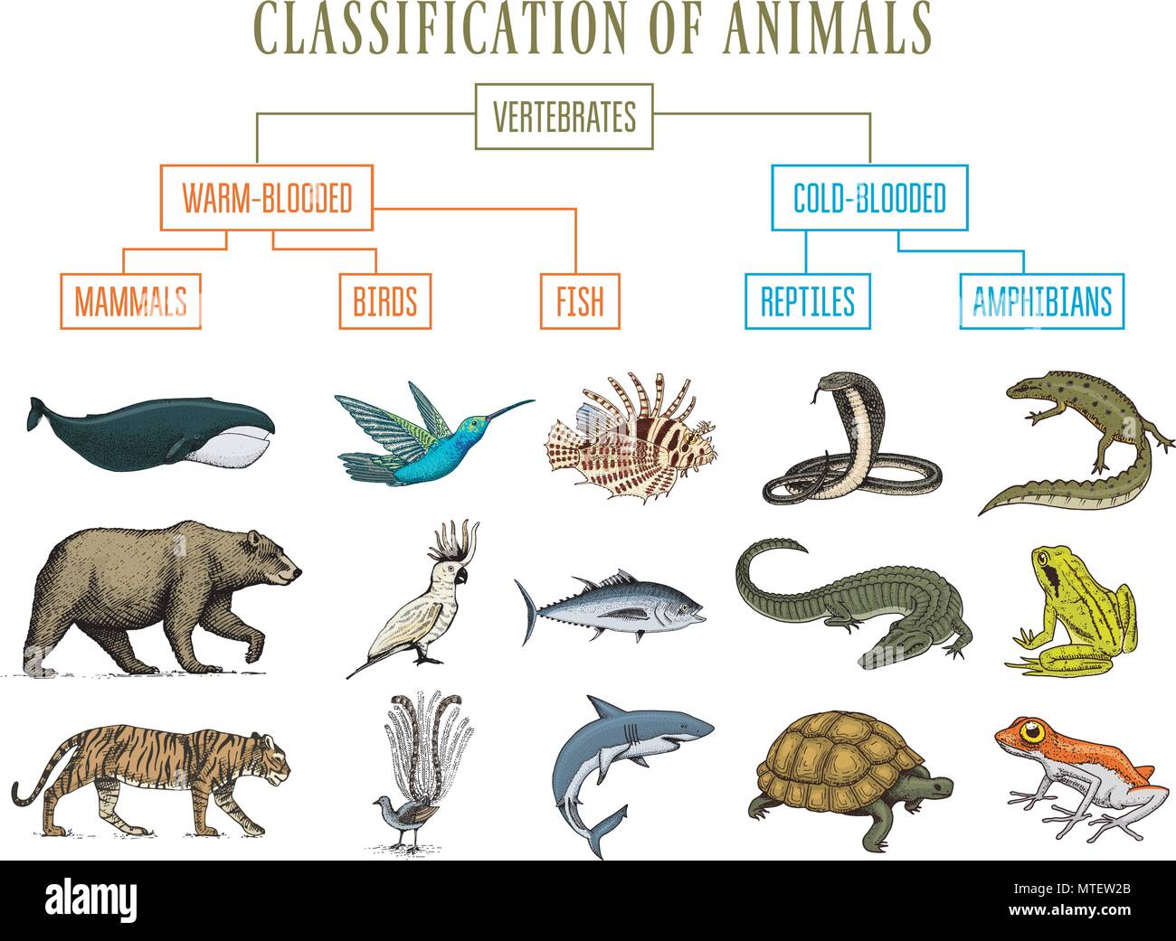La classificazione degli animali. Rettili anfibi mammiferi uccelli