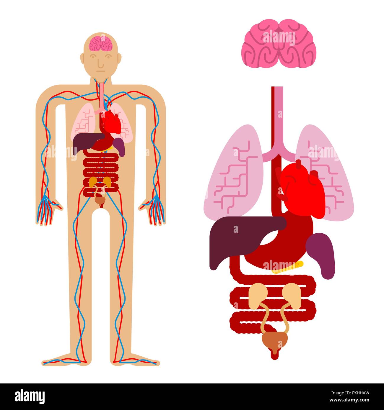 Anatomia Umana Di Organi Interni Sistemi Del Corpo Uomo E Organi Medical Systems 9681